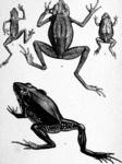 ...Pseudophryne guentheri (Günther's toadlet), Pelophryne guentheri (Günther's flathead toad), Anso...