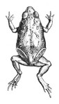Günther's Toadlet (Pseudophryne guentheri)