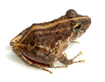 Platymantis guentheri (Günther's forest frog)