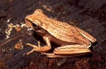 Hypsiboas guentheri (Günther's Brazilian treefrog)