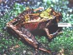 Ischnocnema guentheri (Steindachner's robber frog)