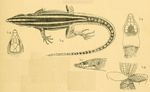 Holaspis laevis (eastern neon blue-tailed tree lizard)