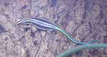 Holaspis guentheri (western neon blue-tailed tree lizard)