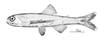 Lepidophanes guentheri, Günther's lanternfish