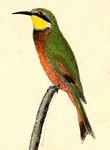 little bee-eater (Merops pusillus)