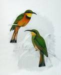 little bee-eater (Merops pusillus)