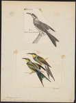 swallow-tailed bee-eater (Merops hirundineus)