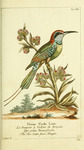 blue-throated bee-eater (Merops viridis)