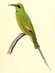 Merops orientalis cleopatra (green bee-eater)