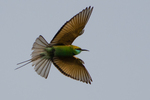 green bee-eater (Merops orientalis)