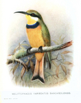 blue-breasted bee-eater (Merops variegatus)