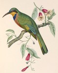blue-breasted bee-eater (Merops variegatus)