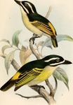 yellow-throated tinkerbird (Pogoniulus subsulphureus), yellow-rumped tinkerbird (Pogoniulus bili...
