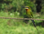 blue-tailed bee-eater (Merops philippinus)