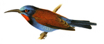 blue-headed bee-eater (Merops muelleri)