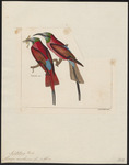northern carmine bee-eater (Merops nubicus)