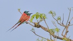 northern carmine bee-eater (Merops nubicus)