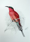 southern carmine bee-eater (Merops nubicoides)