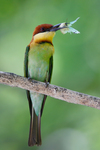 chestnut-headed bee-eater (Merops leschenaulti)