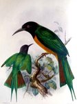 black-headed bee-eater (Merops breweri)