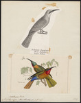 red-throated bee-eater (Merops bulocki)