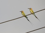 white-throated bee-eater (Merops albicollis)