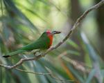 red-bearded bee-eater (Nyctyornis amictus) female