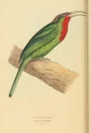 red-bearded bee-eater (Nyctyornis amictus)