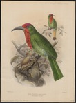 red-bearded bee-eater (Nyctyornis amictus)