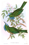 blue-bearded bee-eater (Nyctyornis athertoni)