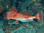 Lepidotrigla guentheri, Redbanded searobin