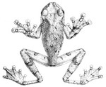 Ecnomiohyla tuberculosa (Canelos treefrog)