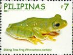 Rhacophorus pardalis (harlequin tree frog, harlequin flying frog)