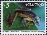 Rhacophorus pardalis (harlequin tree frog, harlequin flying frog)