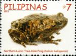 Kalinga narrowmouth toad (Kaloula kalingensis)