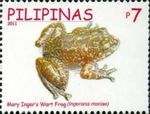 Mary's frog, Palawan eastern frog (Alcalus mariae)