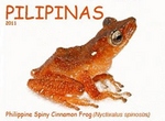 spiny tree frog (Theloderma spinosum)