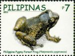 pygmy forest frog (Platymantis pygmaeus)