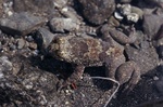 Philippine flat-headed frog (Barbourula busuangensis)