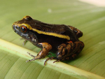 painted antnest frog (Lithodytes lineatus)