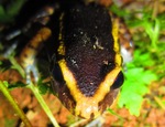 painted antnest frog (Lithodytes lineatus)