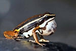 spot-legged poison frog (Ameerega picta)