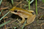common green frog (Hylarana erythraea)