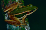 common green frog (Hylarana erythraea)