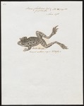 northern leopard frog (Lithobates pipiens)
