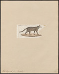 leopard cat (Prionailurus bengalensis)