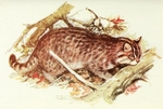 Amur leopard cat (Prionailurus bengalensis euptilurus)