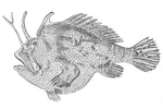Kuiterichthys furcipilis, Rough anglerfish