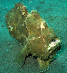 Commerson's frogfish, giant frogfish (Antennarius commerson)