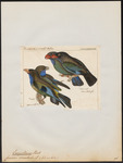 Oriental dollarbird, dollar roller (Eurystomus orientalis)